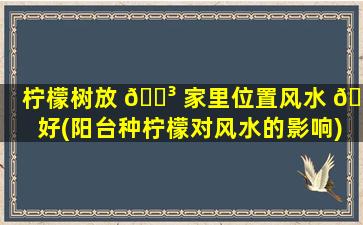 柠檬树放 🌳 家里位置风水 💐 好(阳台种柠檬对风水的影响)